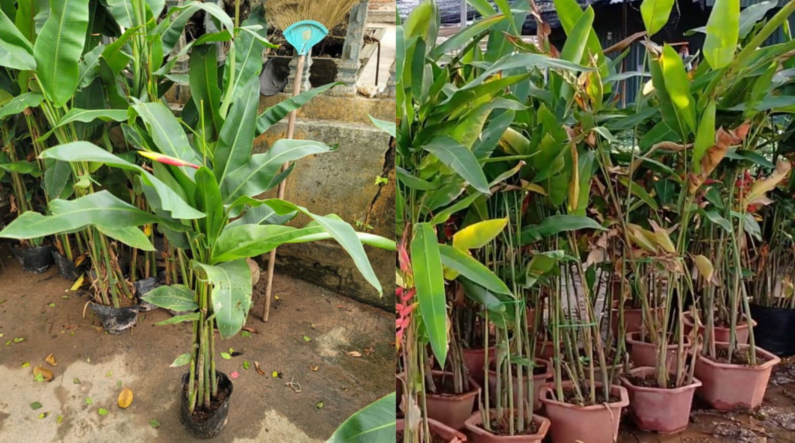 c&aacute;ch chăm s&oacute;c c&acirc;y Chuối Ph&aacute;o